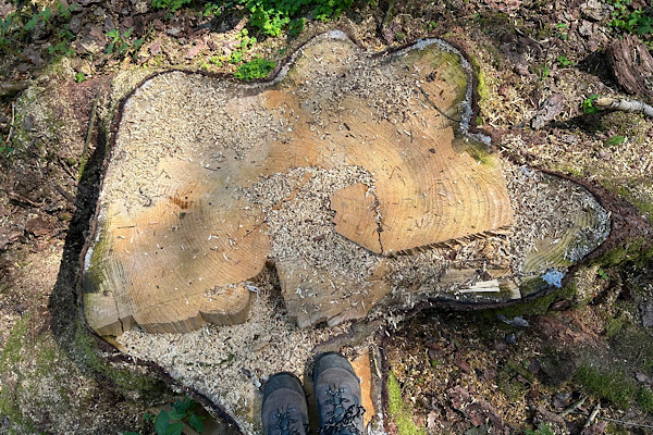 Baumrinde mit feinen Linien; ein Symbol für wiederkehrende Muster im Leben.
