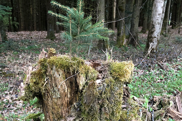 Bemooster Baumstumpf, aus dem eine kleine Fichte wächst – ein Symbol für alte Wurzeln und neues Wachstum.