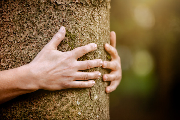 Hände umschließen einen Baumstamm im Wald – Symbol für Erdung, Heilenergetik und innere Stärke.