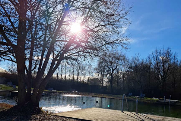 Sonnenlicht fällt durch einen Baum – ein Symbol für neue Lebensfreude und innere Klarheit.