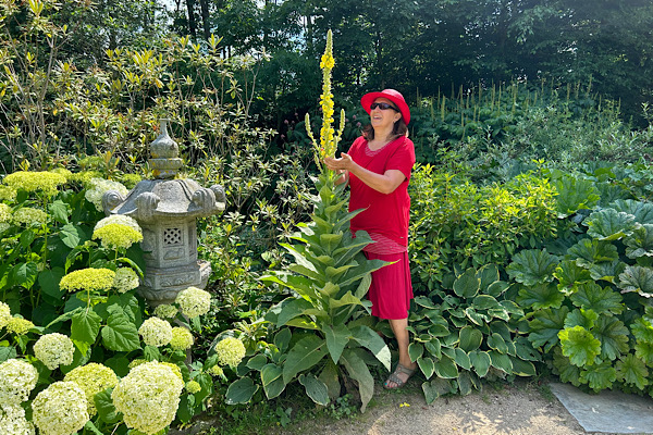 Anita Griebl im roten Kleid und Hut, wie sie im Garten achtsam die Energie einer Königskerze erspürt – Verbindung von Kräuterwissen und intuitiver Wahrnehmung.