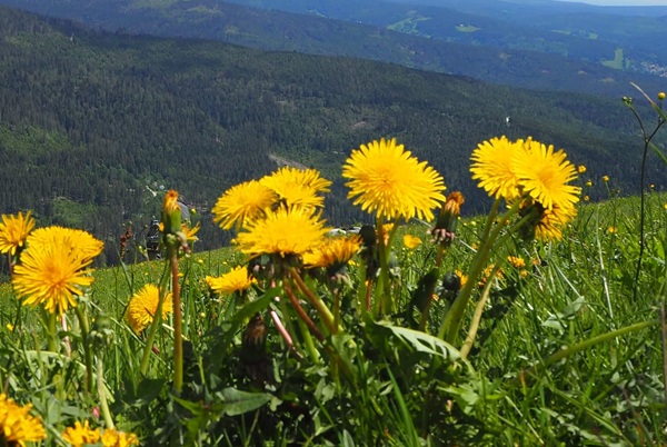 Mehrere blühende Löwenzahnpflanzen auf einer Wiese – Symbol für Pflanzenkraft, intuitive Wahrnehmung und energetische Klarheit.