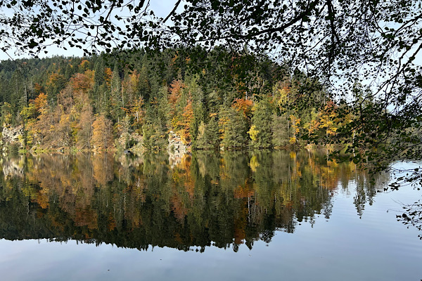 Herbstlicher Wald am Höllensteinsee – goldene Laubfärbung spiegelt sich im stillen Wasser.
