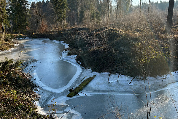 Zugefrorener Weiher im winterlichen Wald am Wut-Pfad, mit tief stehender Sonne im Hintergrund.