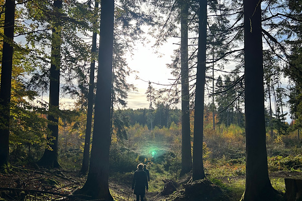 Zwei Menschen gehen am Wut-Pfad auf eine Lichtung zu, im Sonnenlicht spiegelt sich ein grüner Lichtschein.