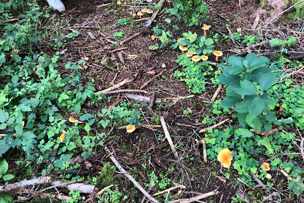 Am Waldboden auf dem Wut-Pfad sind Kleeblätter und kleine Zweige.