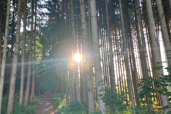 Hohe Baumstämme im Wald auf dem Wut-Pfad, durch die Sonnenlicht als Lichtspiel hindurchscheint.