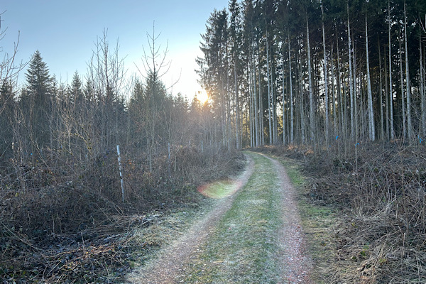 Waldweg des Wut-Pfads im frühen Frühjahr mit kahlen Bäumen.