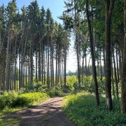 Waldweg des Wut-Pfads mit Sonnenlicht zwischen den Bäumen und Blick auf den Horizont.