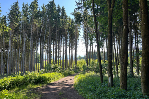 Was ist ein Wutpfad_ Waldweg des Wut-Pfads mit Sonnenlicht zwischen den Bäumen und Blick auf den Horizont.