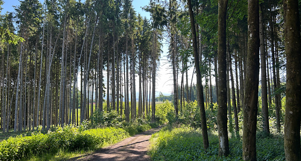 Waldweg des Wut-Pfads mit Sonnenlicht zwischen den Bäumen und Blick auf den Horizont.