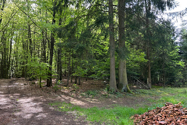 Wutberg und Waldweg des Wut-Pfads im Sommer, umgeben von dichtem Grün und Sonnenlicht.