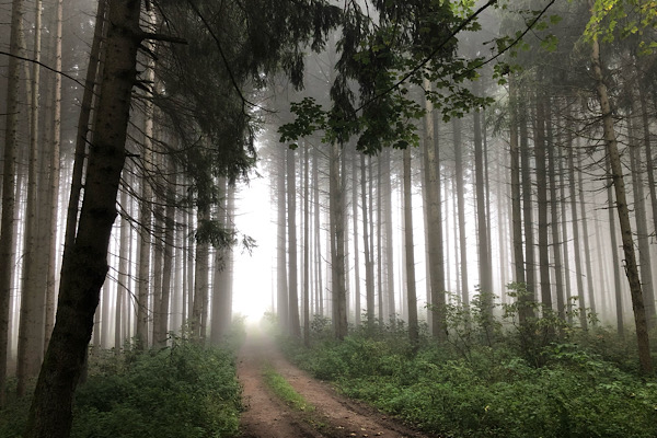 „Herbstlicher Wut-Pfad mit Nebel, der zwischen den Bäumen aufsteigt.