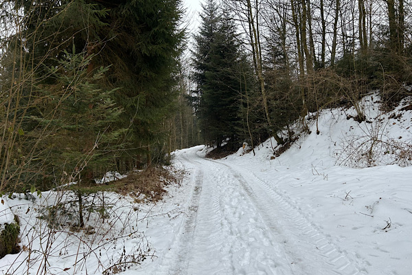 „Wut-Pfad im Winter mit verschneitem Waldweg und kahlen Bäumen.
