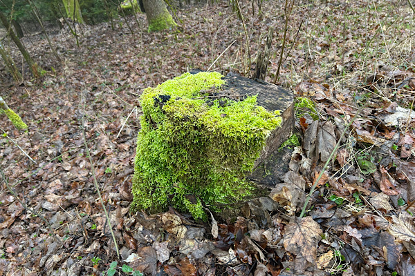 Alter, moosbewachsener Baumstumpf im Wald als Bild für den energetischen Unterschied zwischen alten Emotionen und aktuellen Gefühlen.