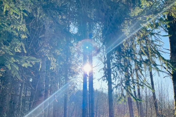 Lichtspiegelung im Wald, die sich auf dem Boden oder zwischen den Bäumen zeigt.