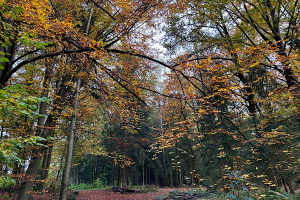 Was ist ein Wut-Pfad_ 2 Waldweg im Herbst mit bunten Bäumen in warmen Gelb‑, Orange‑ und Rottönen.