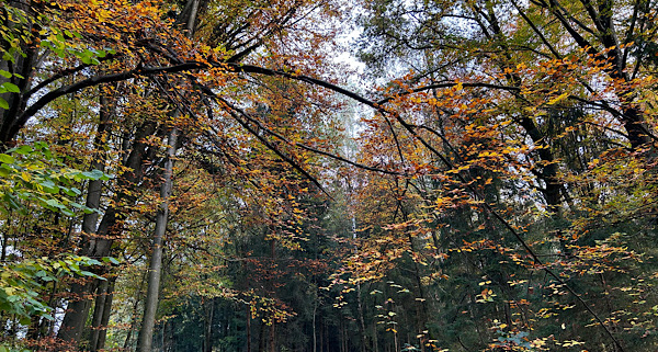 Waldweg im Herbst mit bunten Bäumen in warmen Gelb‑, Orange‑ und Rottönen.