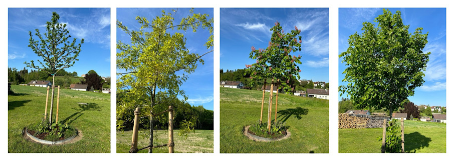 Fotocollage mit Ahorn, Kastanie, Linde und weiteren Baumarten, die verschiedene energetische Qualitäten in der Baum‑Begleitung symbolisieren.
