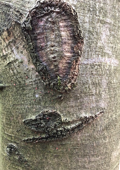 Ein Baumstamm, dessen Maserung wie zwei geheimnisvolle Zeichen aus einer anderen Welt wirkt.