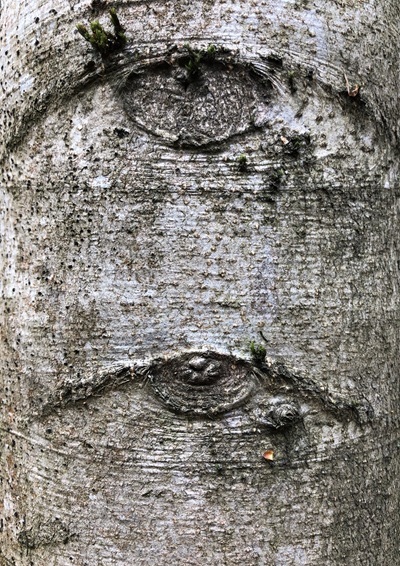 Ein Baum, der mit zwei stillen, wachsamen Augen in den Wald blickt.