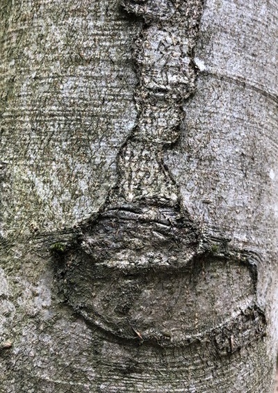 Baumstamm mit einer markanten Rindenstruktur, die an die Form eines Kelchs erinnert.