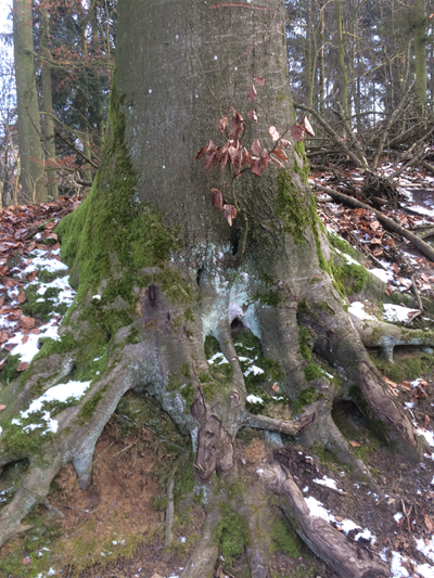 Wurzelreicher Baumstamm im Wald. Ein Sinnbild für die tragenden Säulen und das Fundament meiner Arbeit.