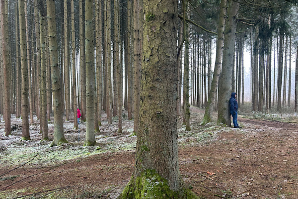 Mehrere Bäume im Wald, zwei Menschen im Hintergrund in Kontakt mit je einem Baum – Symbolbild für Vorbereitung und Baum‑Energiearbeit.