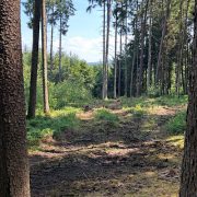 Waldlichtung im Sonnenlicht – Bild zur Auflösung meines Aprilscherzes.“