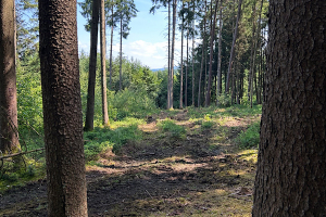 Auflösung des Aprilscherz Waldlichtung im Sonnenlicht – Bild zur Auflösung meines Aprilscherzes.“