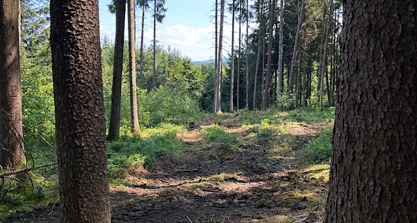 Waldlichtung im Sonnenlicht – Bild zur Auflösung meines Aprilscherzes.“