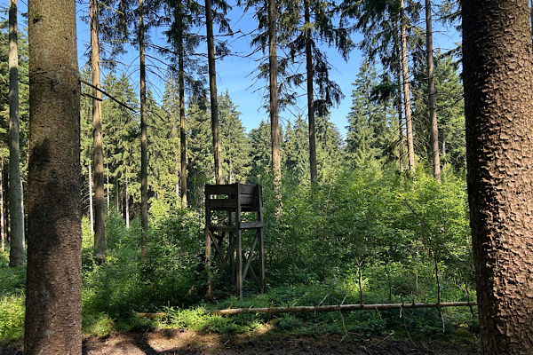 Waldszene mit Jägersitz – visuelle Auflösung meines Aprilscherzes.