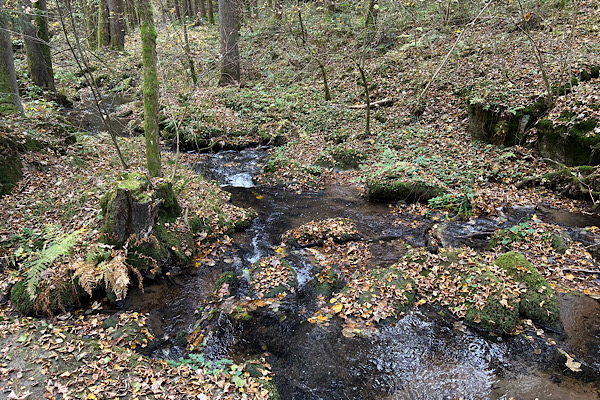 Heller, ruhiger Platz im Wald – Symbol für einen sicheren Raum für Klarheit und energetische Begleitung.