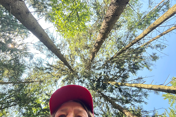 Humorvoller Blick in die Baumkronen – Teil der Auflösung meines Aprilscherzes.