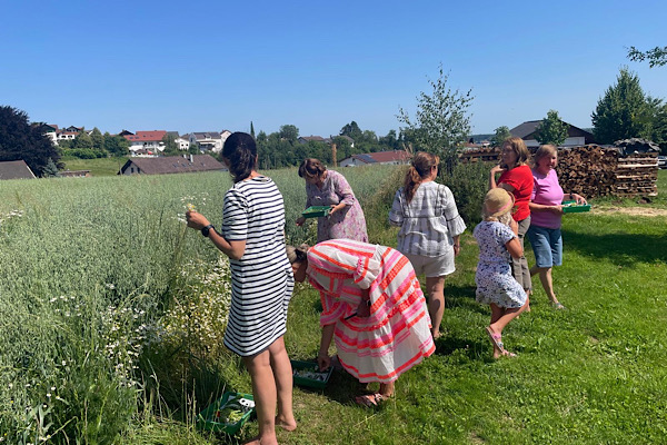 Seminarteilnehmer sammeln frische Kräuter in der Natur – intuitive Verbindung zur Pflanzenwelt im Kräuter-Energie-Seminar.