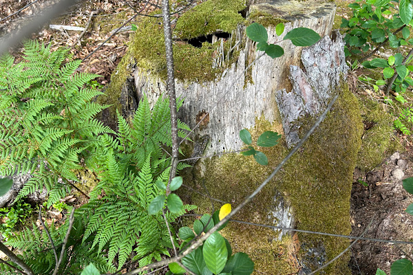 Bemooster Baumstumpf im Wald – Symbol für Erdung, Ruhe und natürliche Heilenergie.