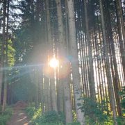 Waldfoto mit Lichtstrahl – energetische Bedeutung von Trotz sichtbar als Öffnung und Klarheit
