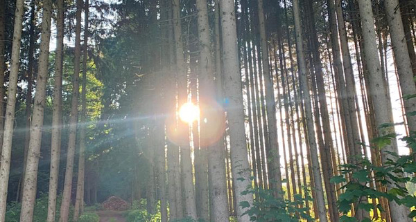 Waldfoto mit Lichtstrahl – energetische Bedeutung von Trotz sichtbar als Öffnung und Klarheit