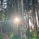 Waldfoto mit Lichtstrahl – energetische Bedeutung von Trotz sichtbar als Öffnung und Klarheit