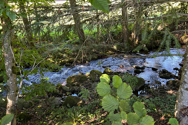 Gestautes Wasser in einem Bachlauf zwischen Bäumen als Symbol für einen unterbrochenen Energiefluss.