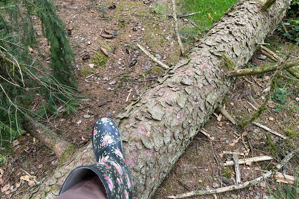 Ein umgestürzter Baumstamm liegt im Wald, ein Stiefel von Anita Griebl steht leicht darauf – ein Bild für Stillstand und innere Blockaden.