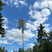Blick durch Baumwipfel in einen freien blauen Himmel mit einzelnen Wolken – Symbol für Weite, Licht und energetische Heilung.
