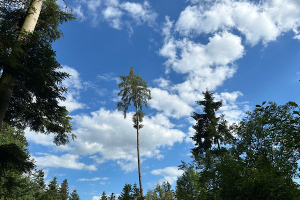 Blick durch Baumwipfel in einen freien blauen Himmel mit einzelnen Wolken – Symbol für Weite, Licht und energetische Heilung.