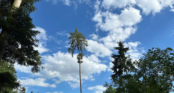 Blick durch Baumwipfel in einen freien blauen Himmel mit einzelnen Wolken – Symbol für Weite, Licht und energetische Heilung.