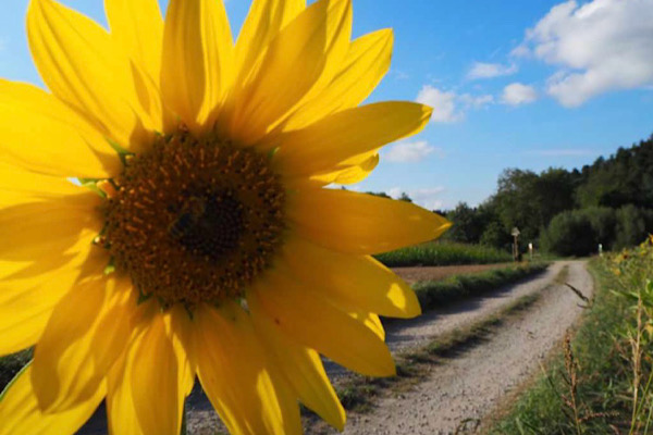 Sonnenblume im Vordergrund mit Landschaft und angedeutetem Weg im Hintergrund – Symbol für Wachstum, Fülle und innere Ausrichtung.